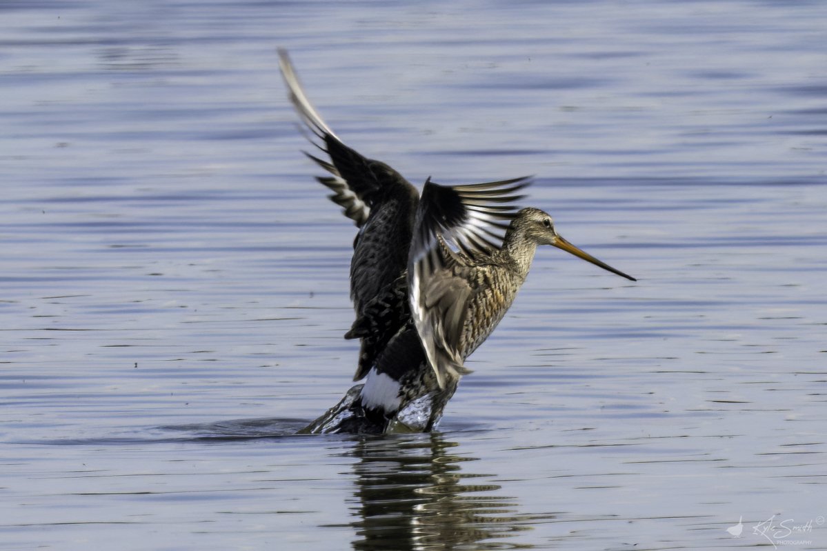 Kyle Smith 🏴 (@jkyles32) on Twitter photo On Saturday headed to <a href="/titchfieldhaven/">Titchfield Haven NNR- Hampshire County Council</a> with <a href="/kev07713/">Kev heath</a> <a href="/hobbylovinglife/">Karen Jayne</a> <a href="/worlebirder/">Dean Reeves</a> for the Hudsonian godwit after an update on <a href="/BirdGuides/">BirdGuides</a> that it was showing - great views of a great bird - very popular with birders <a href="/_BTO/">BTO</a> <a href="/HOSbirding/">Hampshire Ornithological Society</a> #birding. On Saturday headed to <a href="/titchfieldhaven/">Titchfield Haven NNR- Hampshire County Council</a> with <a href="/kev07713/">Kev heath</a> <a href="/hobbylovinglife/">Karen Jayne</a> <a href="/worlebirder/">Dean Reeves</a> for the Hudsonian godwit after an update on <a href="/BirdGuides/">BirdGuides</a> that it was showing - great views of a great bird - very popular with birders <a href="/_BTO/">BTO</a> <a href="/HOSbirding/">Hampshire Ornithological Society</a> #birding.