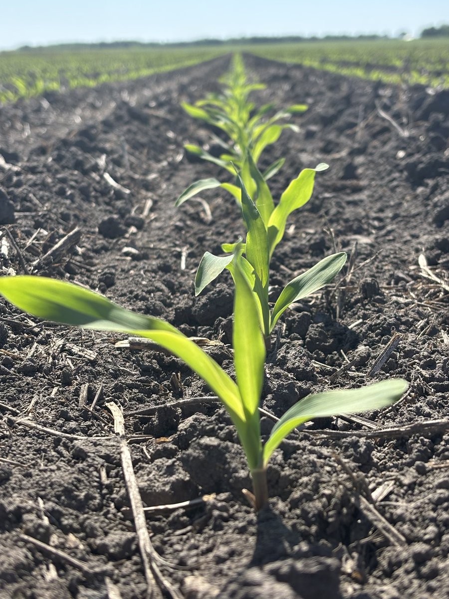 FS 6447T is the next big thing 🌽 A beautiful sight in every row 👀 Built for performance, trusted by growers 🤝 Shoutout to our Sr. Product Manager Eric West for always picking the right hybrids—your instinct never misses! ⁦<a href="/FSCooperatives/">FS</a>⁩ ⁦#FS