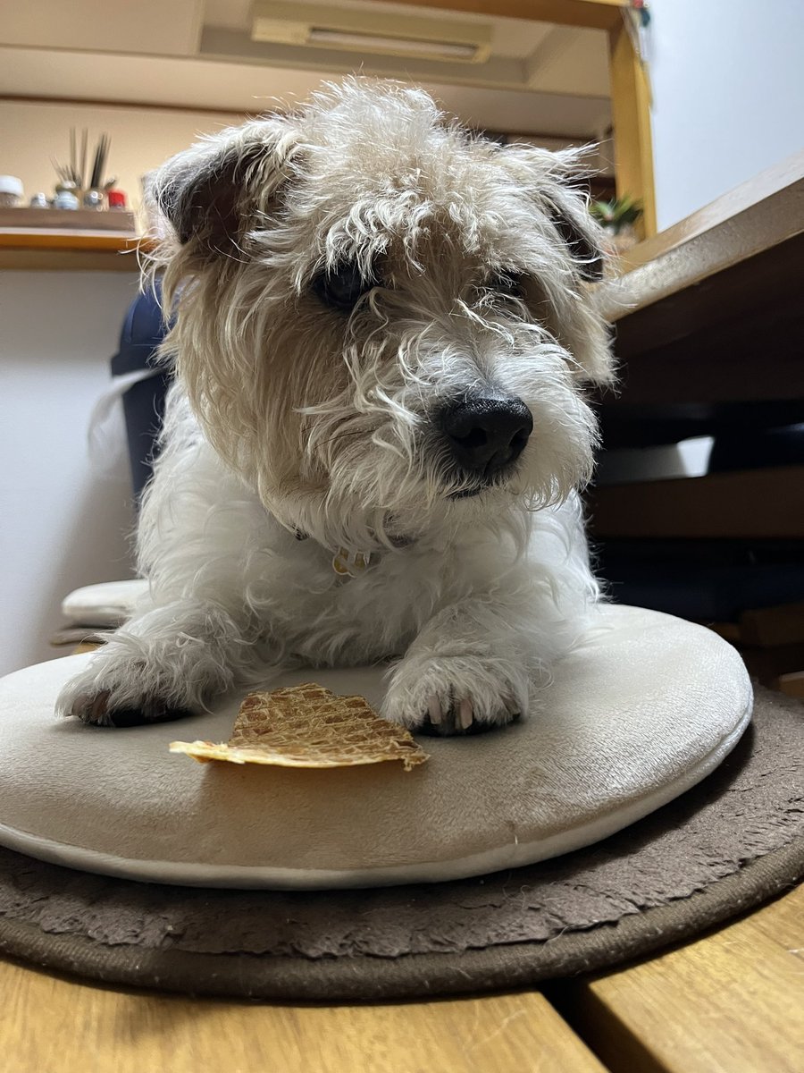 jacko_1228's tweet photo. #ジャックラッセルテリア  #犬
🐶スッキリしたよ https://t.co/QWCUAUxd6s