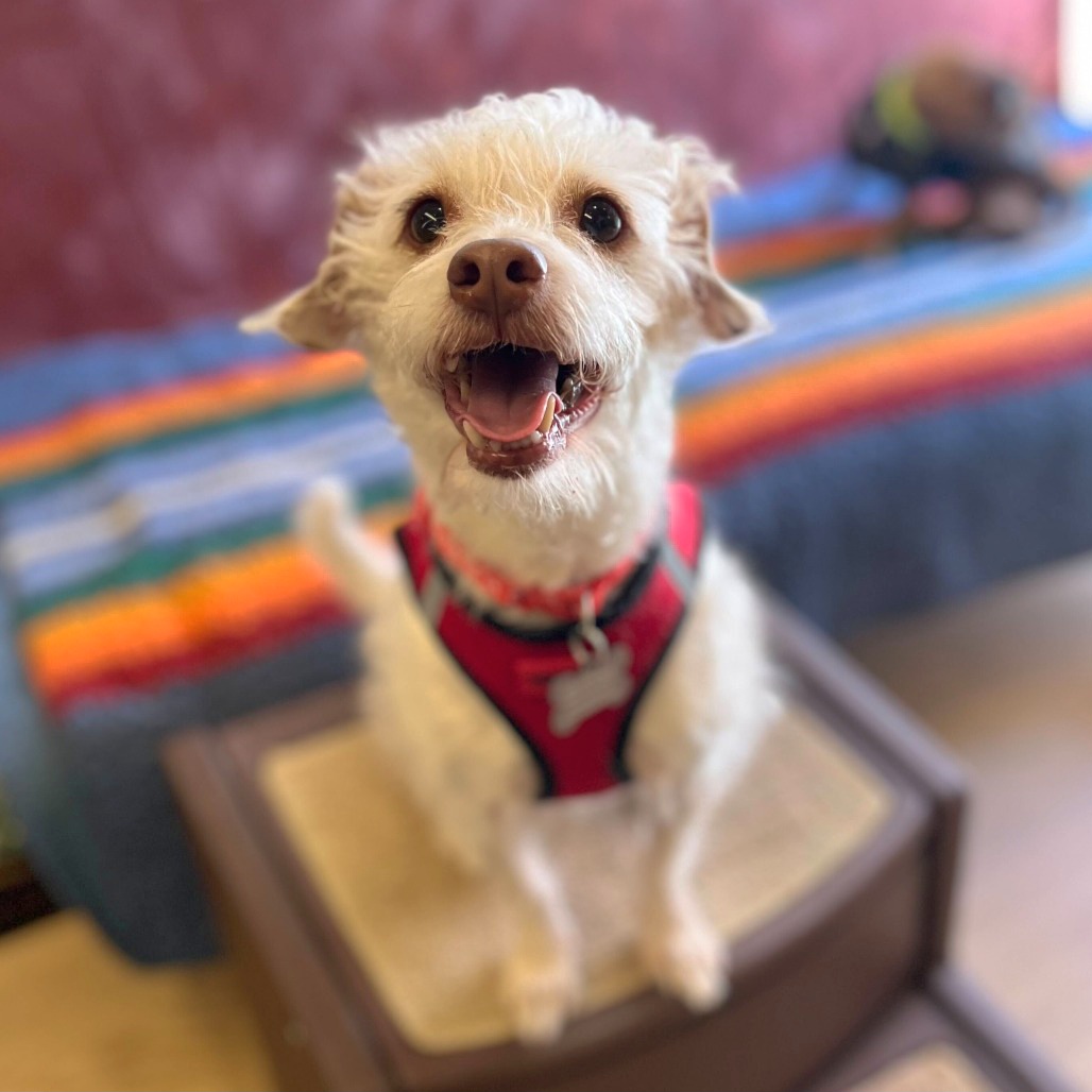 Muttville's tweet photo. This Norfolk Terrier is STELLAR! All of 8 and 13 pounds, the name matches the man! Take Stellar home 💗 https://t.co/ootIzKp12z https://t.co/Kr09czBxGR