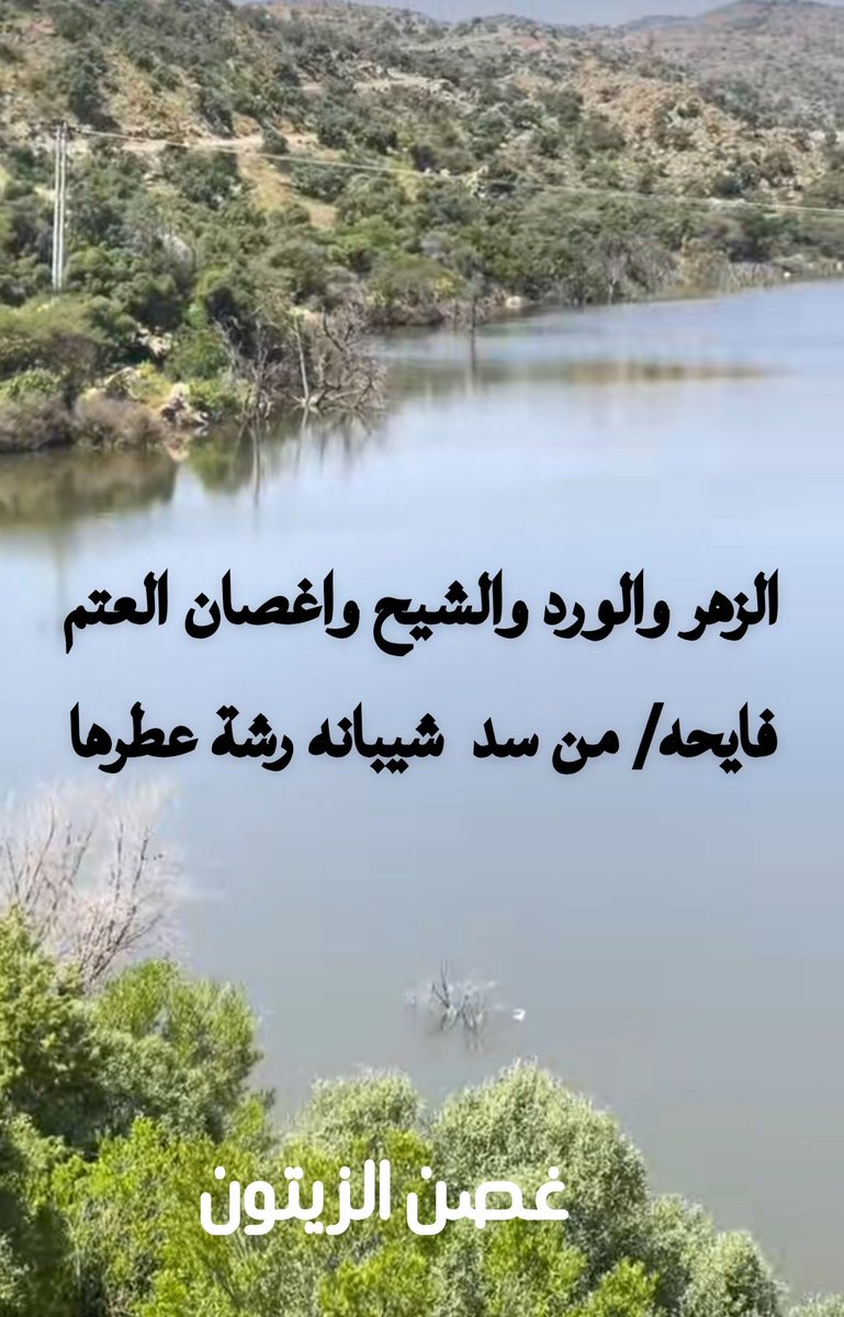 غصن الزيتون tweet media