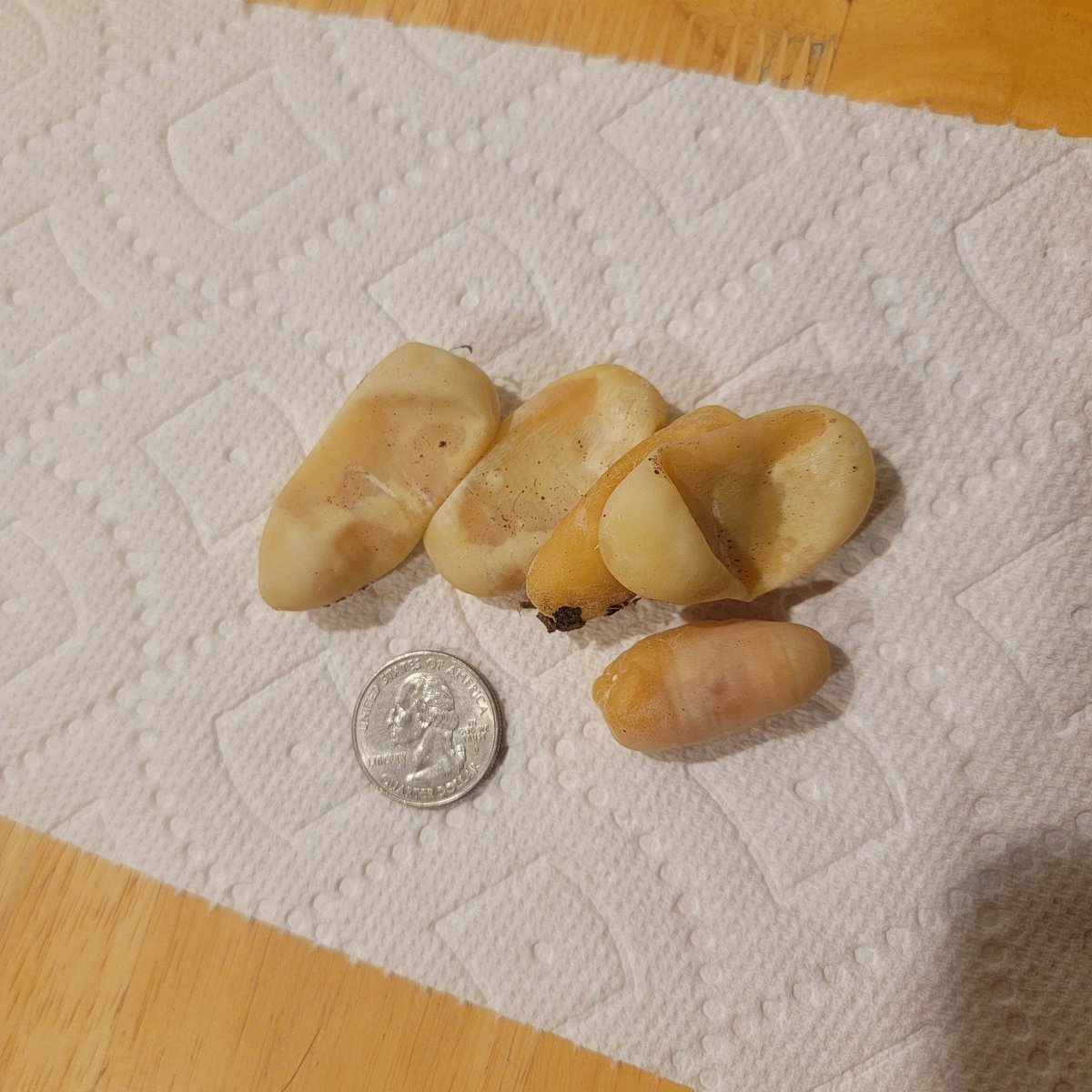 SkeleSlimePets's tweet photo. Congrats to my female milksnake, Pumpkin, for laying some slug eggs?? (never mated her with anyone)
First time I've had this. Checked her lower-half, doesn't seem like any leftover eggs. https://t.co/Q69I9RM8oe