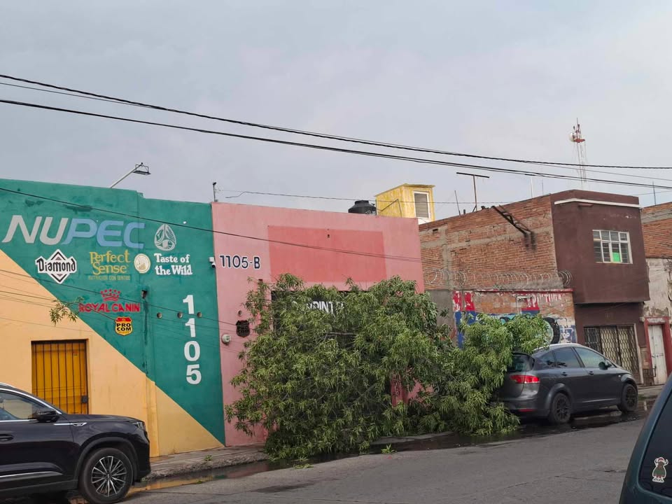 Planoinforma's tweet photo. 🚨🌳 Reportan la caída de un árbol ubicado en la Calzada de Guadalupe, vecinos de la zona piden a las autoridades la pronta intervención para el retiro de éste.
#ReportePI https://t.co/gadbG1ynri