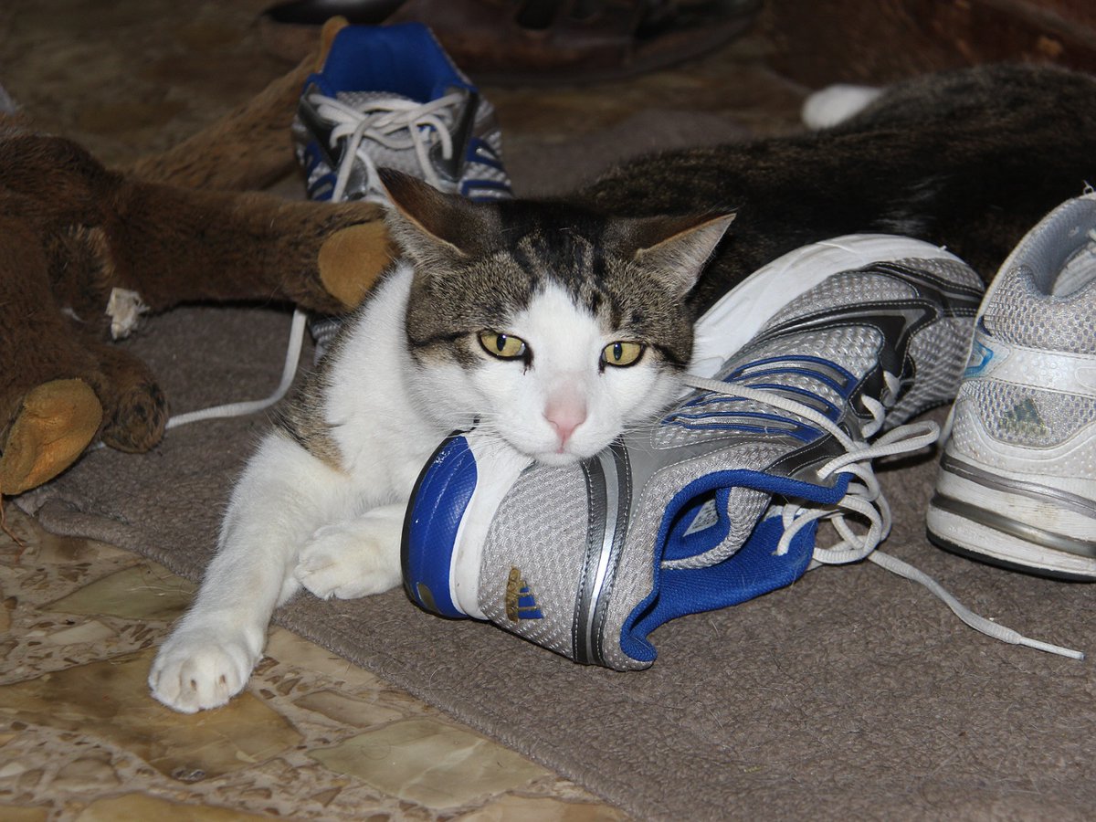 Animoshing tweet media