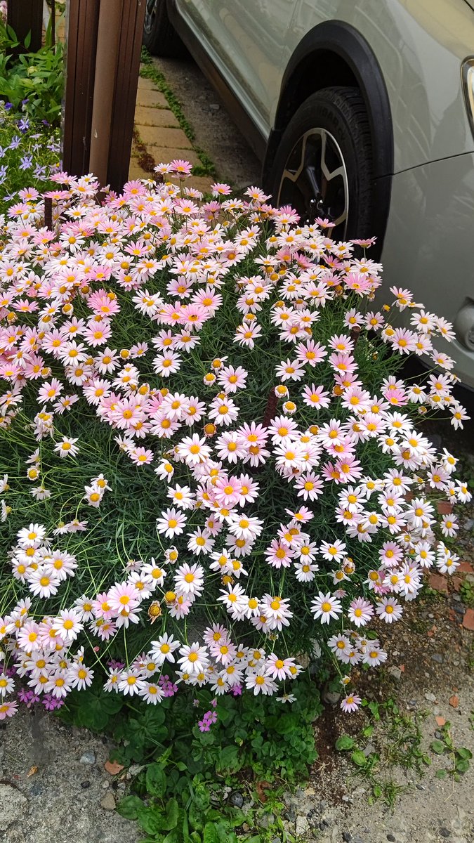 杖を付き歩調合わせるご夫婦のゴールを飾るマーガレットよ

#短歌 #tanka