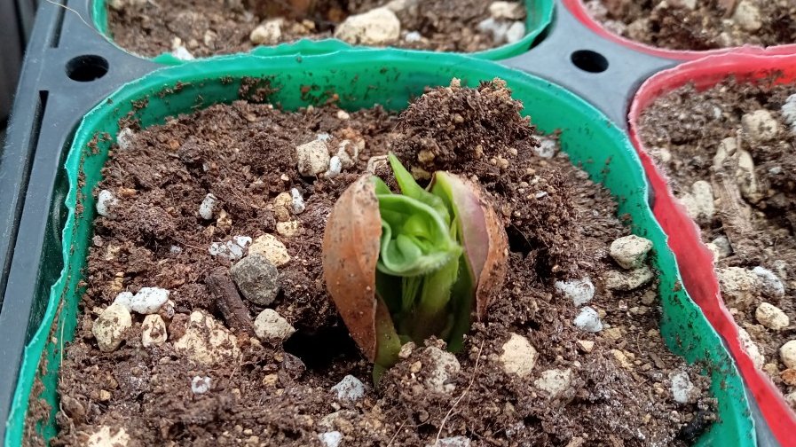 SmalltownShu's tweet photo. 落花生の発芽🌱種豆の中に蓄えたエネルギーを噴出し、ポーンと殻を割って一気に成長する感じです😃 https://t.co/mcuilJnHuA