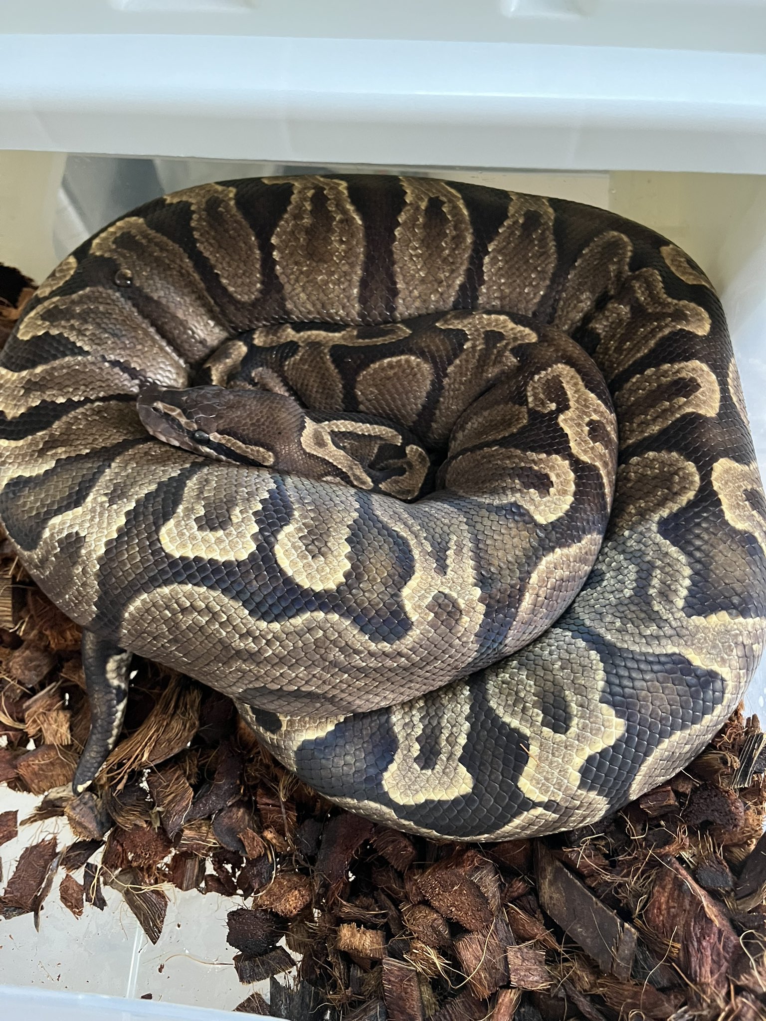 ボール楽しい - Cerca / X