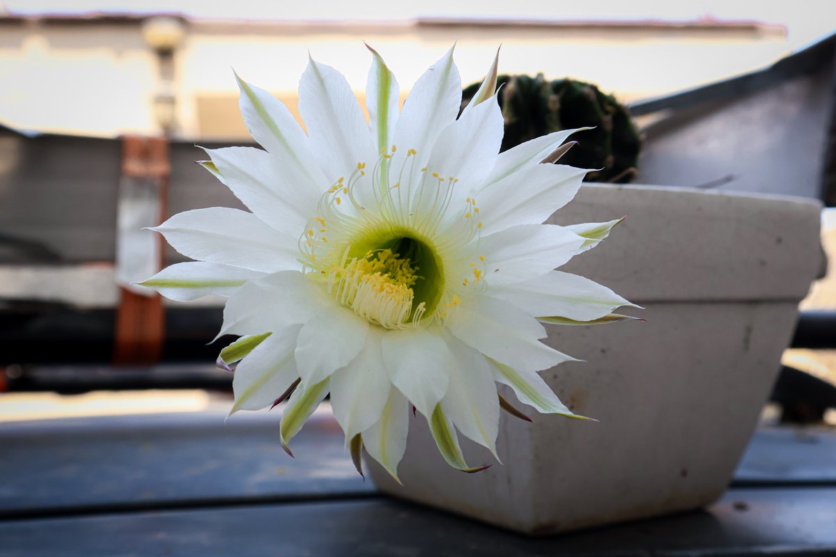 La flor que solo dura unas horas,  un cactus 

#Fotografía #500px