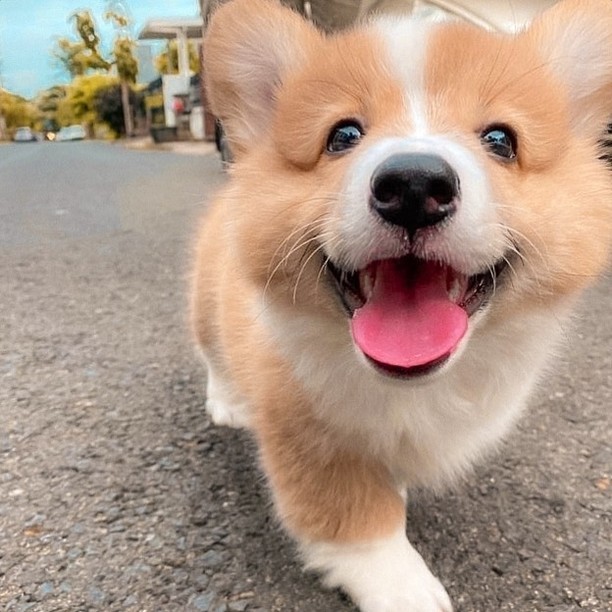 JosephineK1761's tweet image. &quot;Pure happiness in every step! 🐶✨ Smiling bright and spreading positivity everywhere! 😊🌟&quot;
#CorgiJoy #CorgiGoals #LoveMyCorgi #PetsofTwitter #CorgiBark #PrincessWelshCorgi