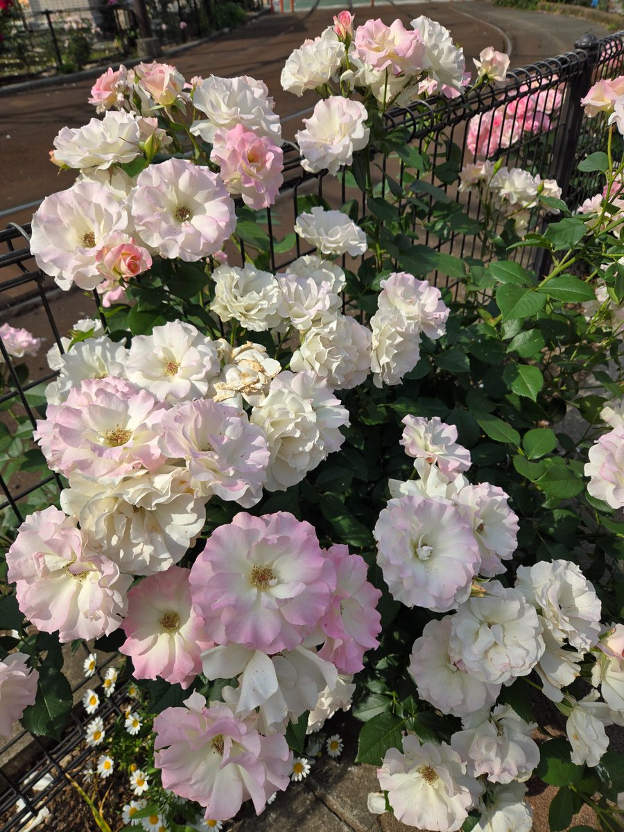 🌟バラ祭り
先日、都内のバラ祭りに行ってきました🌹
今年の薔薇は実に綺麗✨

私昔、特に深紅の薔薇が嫌いで💦でも女性性の本質を理解し、自らの女性性を受容し、自分を慈しむと、薔薇が大好きになりました💜

『女が女として生き、愛し愛される事の大切さ』を教えてくれた、メンターに心から感謝🤗