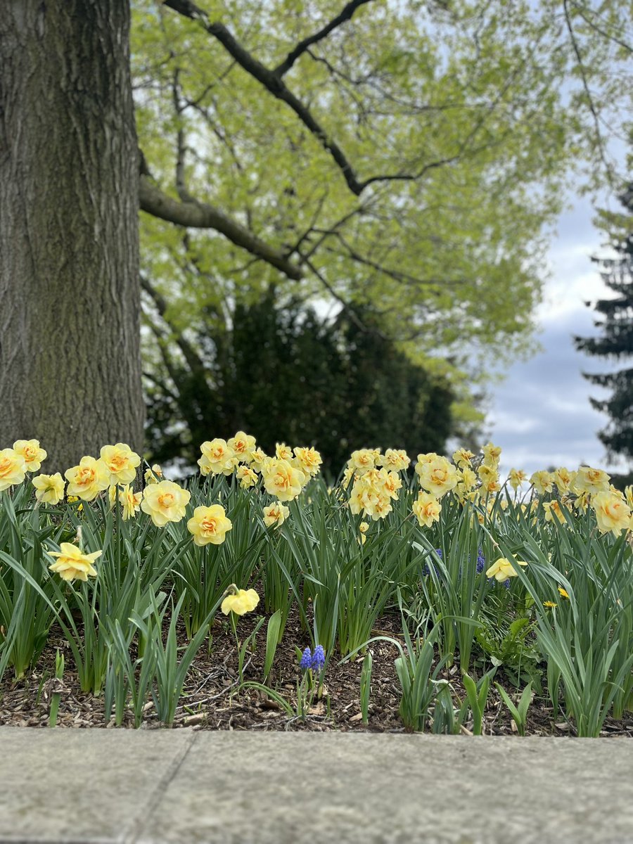 JahnaviGogoi2's tweet photo. #springisspringing #springontario2025 #springflowers https://t.co/UpObPrHyhM