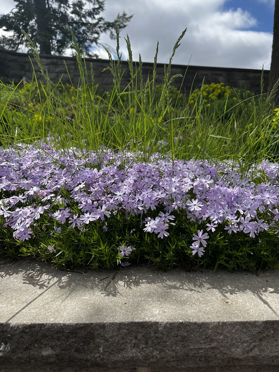 JahnaviGogoi2's tweet photo. #springisspringing #springontario2025 #springflowers https://t.co/UpObPrHyhM
