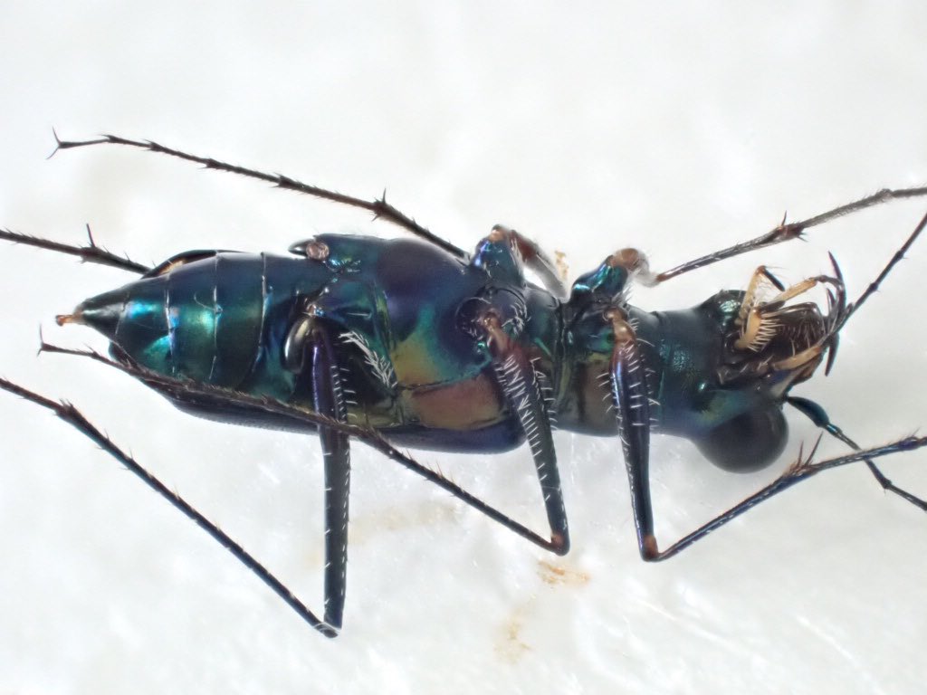 これと多分Odontocheila。前胸背板の縁が良い感じ。