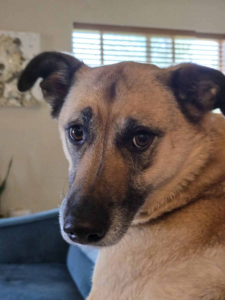 Piper THE Therapy Dog tweet media