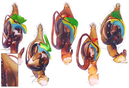 Zootaxa's tweet photo. #Newspecies and #newcombinations of the #spider #genus #Baiyuerius Zhao, B. Li & S. Q. Li, 2023 (#Araneae, #Agelenidae, #Coelotinae)
#taxonomy
https://t.co/jR9iJ5DcNg https://t.co/OAhsP10W2X