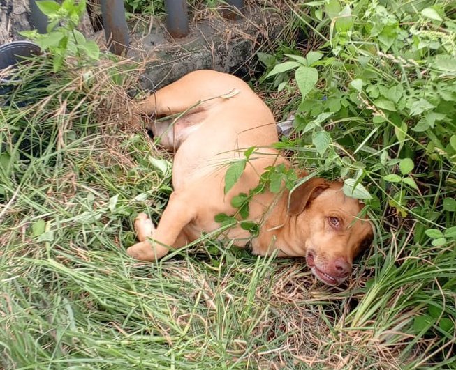 AlertaMePerdi's tweet photo. #ENCONTRADO #GUAYAQUIL
Fecha: 17/05/25
Sector: Norte,Vergeles 
Sexo: Macho
Raza: Mestizo 
Obsv.: Pelaje color caramelo, corto, estatura pequeña 
Contacto: 0998844817
¡Ayúdalo a volver con su familia!
#AlertaMePerdí https://t.co/gbqe1onObk