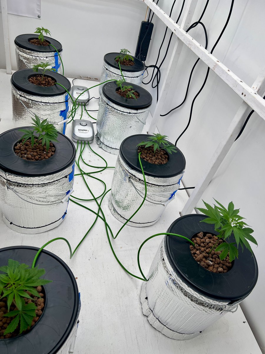 ThatHydroCouple's tweet photo. Back room reset. Mk ultra , rainbow Rush , super buff Cherry, wedding poop. #growyourown #CannabisCommunity #gardening #Grandmasterleds #GeneralHydroponics https://t.co/KVMJBrF1KX