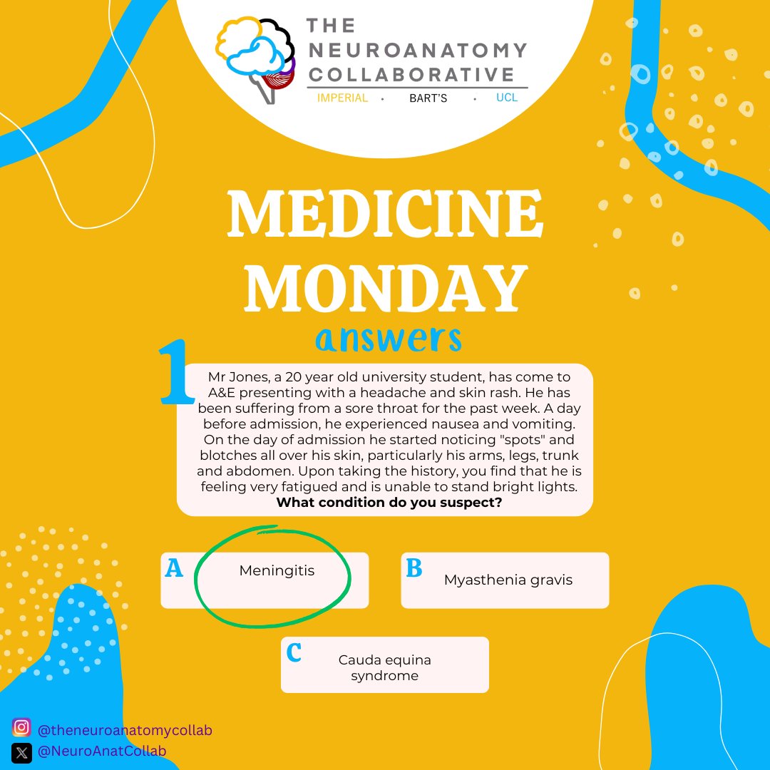 The Neuroanatomy Collaborative tweet media
