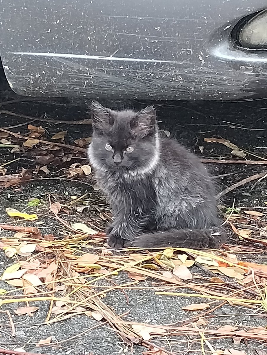 Robasant0047's tweet photo. Look at this little guy!. https://t.co/KsCNaTgqo5