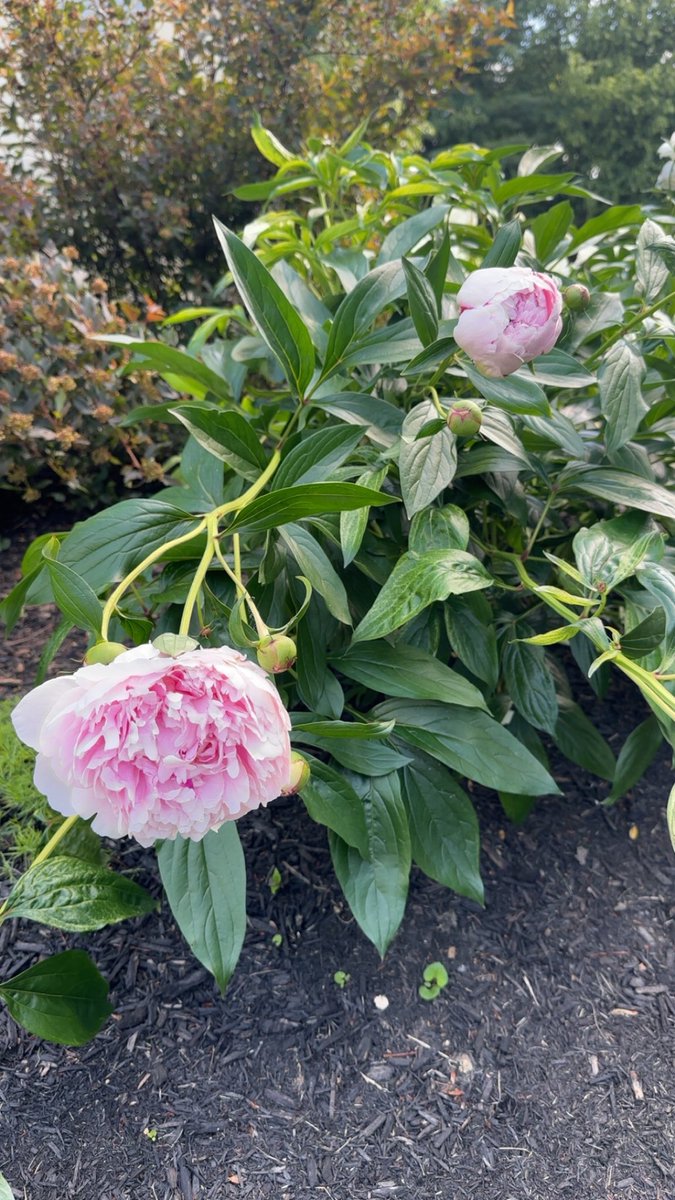 🩷been waiting for peony season