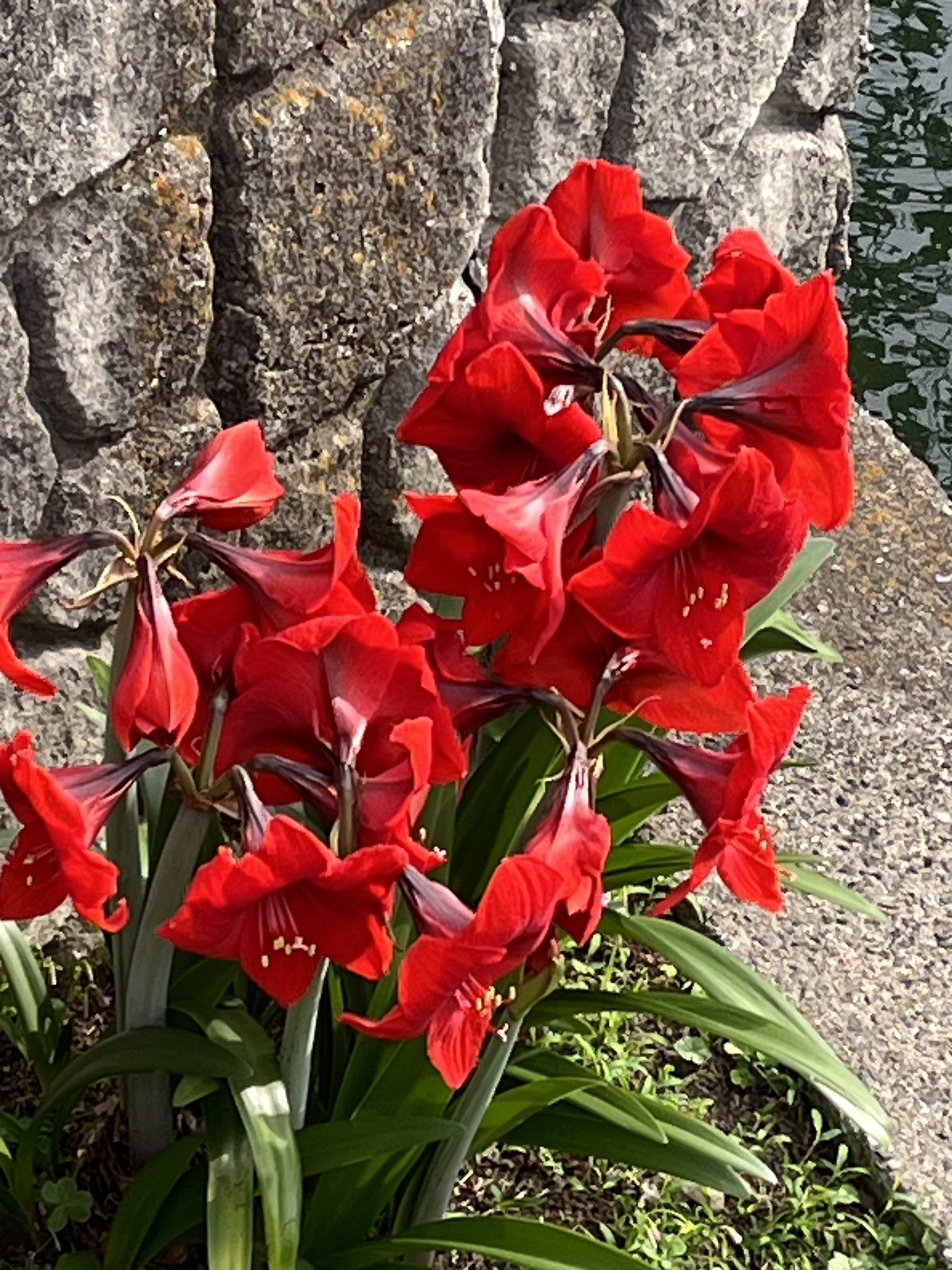 アマリリス♡ magic amaryllis . . 数年前まではなかなか大阪の市場では手に