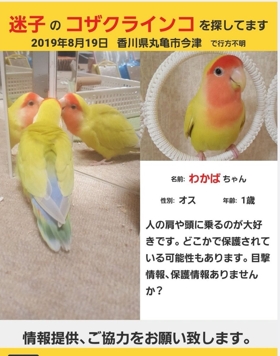 YUKYKI's tweet photo. #拡散お願いします 𓈒𓏲📢𓈒𓏸

2019.8.19香川県丸亀市から迷子の
黄色い小桜インコ探しています

香川県に限らず、旅行や帰省で訪れた先で情報ありましたら教えてください

お願いします

#迷い鳥 #迷子 #拾った #香川県 #丸亀市  #多度津 #善通寺 #坂出 #コザクラインコ #ボタンインコ #赤色 #保護 https://t.co/ATGXZoXJEf
