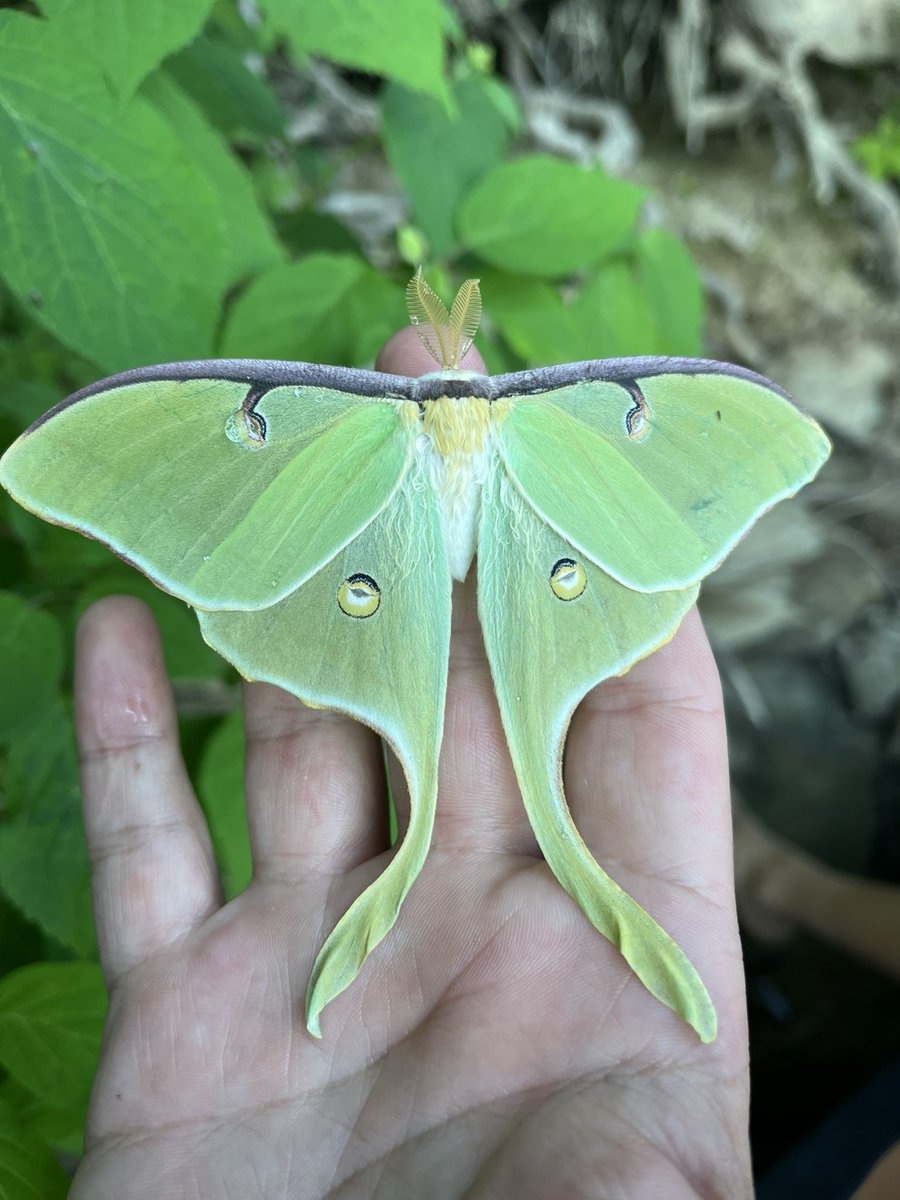 Ryan Bracewell tweet media