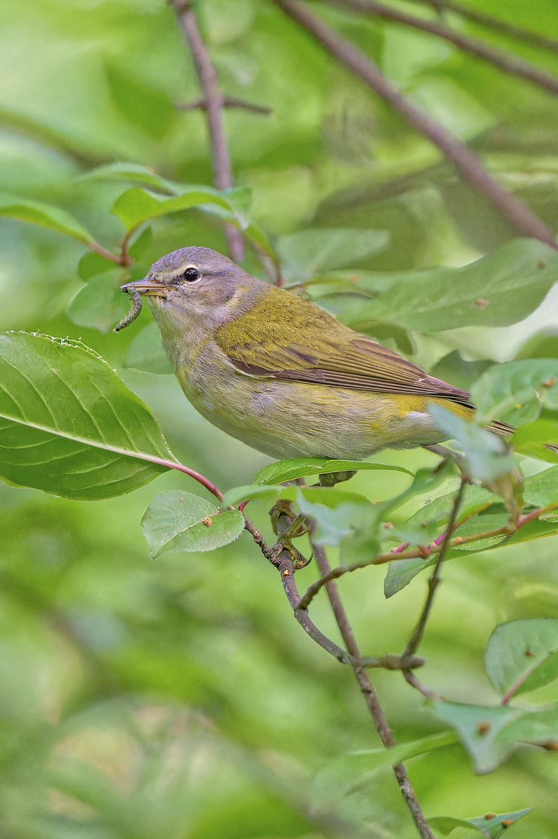 Tennessee Warbler(Leiothlypis peregrina) today(18May25) at The Loch in Central Park. This tiny songbird, aptly named “wanderer,”migrates from Central America to Canada’s boreal forests. It thrives on spruce budworms and is a spring migration gem in NYC.#birdcpp #birdnerd #NikonZ8