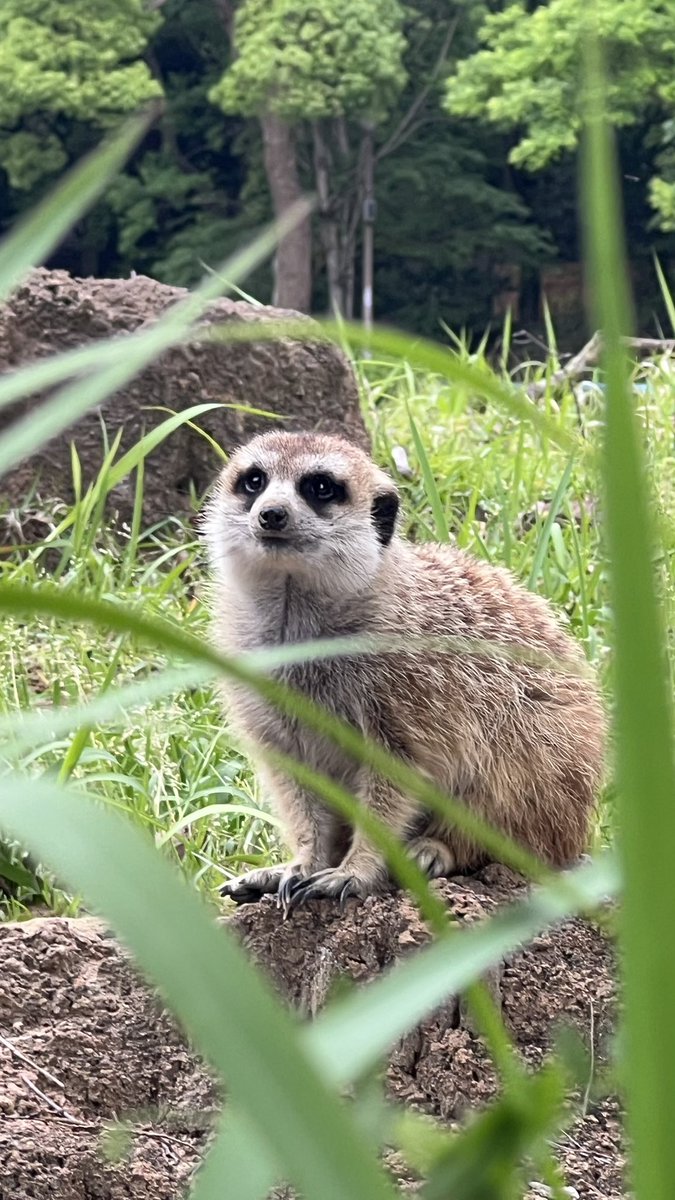 KLIM(くりーむ)/くらさん🍨 tweet media