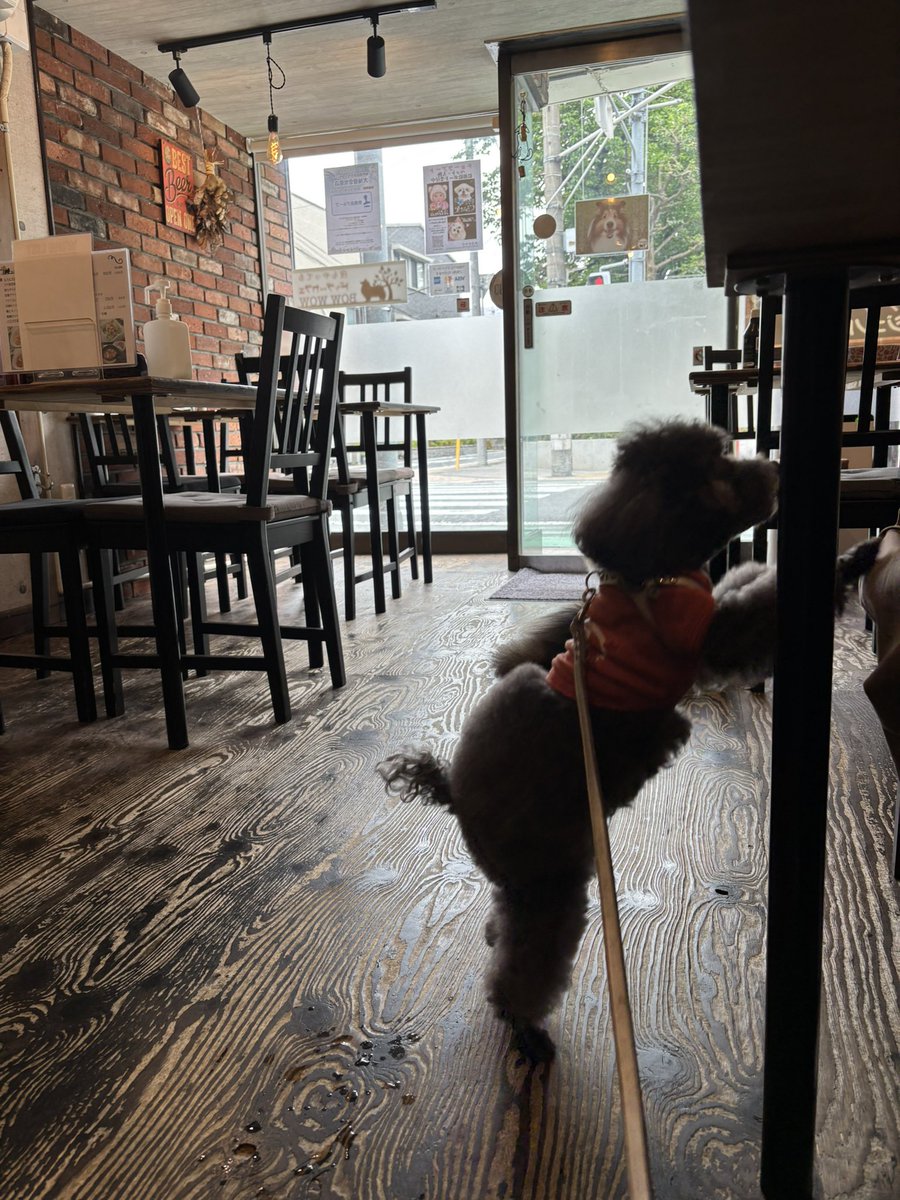 chakuko0719's tweet photo. 久々にバウワウ🥰🐶🐾
珍しく他にお客さんいなくて、いっぱい遊んでもらってきたよ🥰💨

＃バウワウ
＃トイプードル
＃さくら https://t.co/xnYWNRnvjN