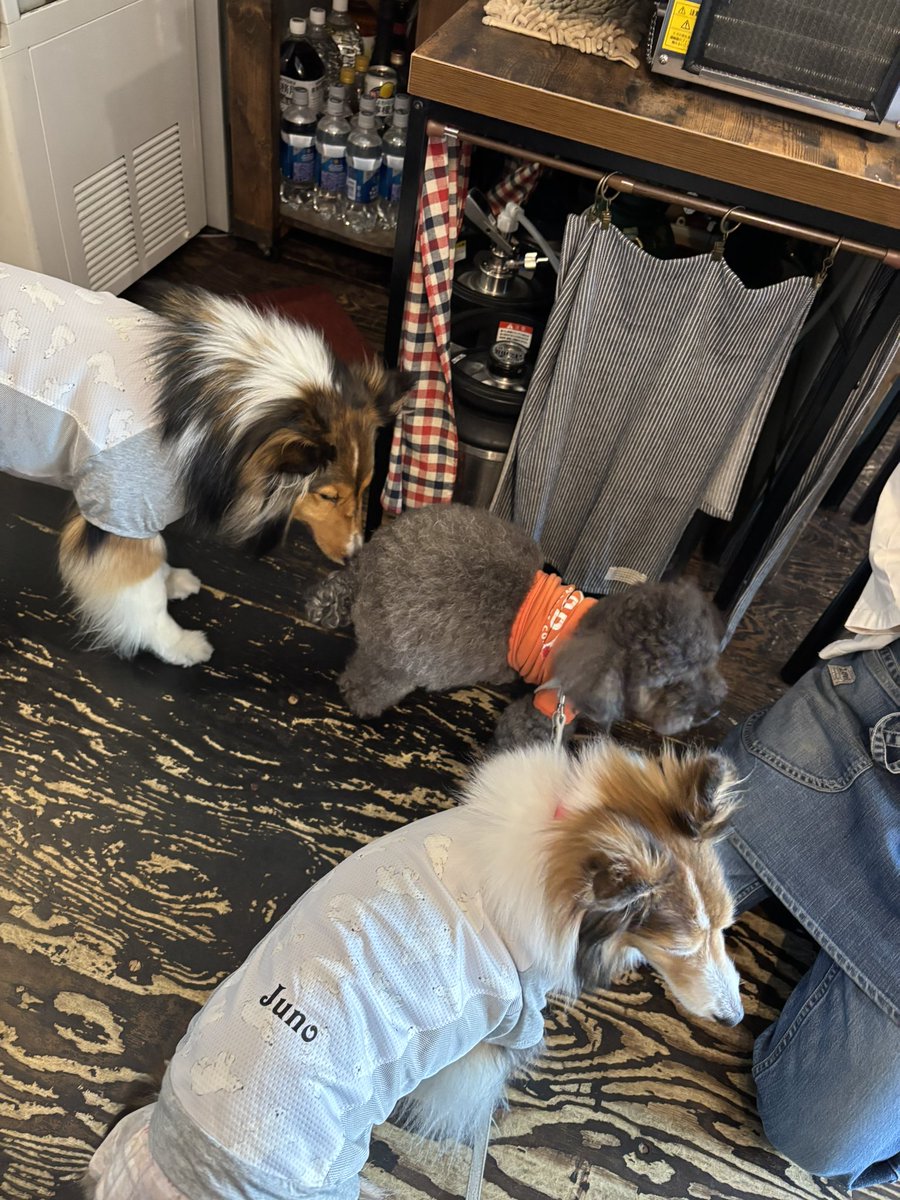 chakuko0719's tweet photo. 久々にバウワウ🥰🐶🐾
珍しく他にお客さんいなくて、いっぱい遊んでもらってきたよ🥰💨

＃バウワウ
＃トイプードル
＃さくら https://t.co/xnYWNRnvjN