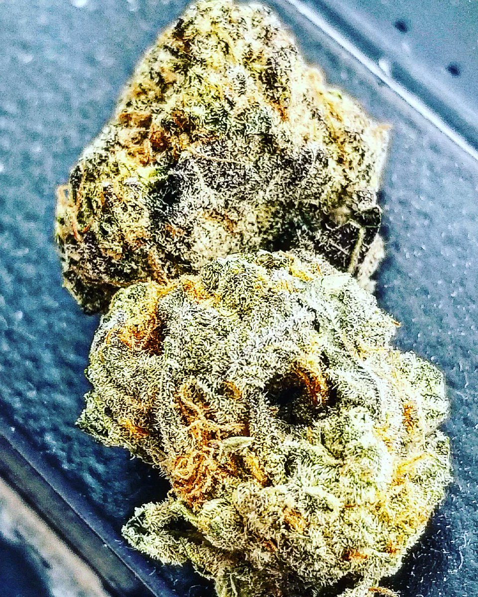 25Gamechan85992's tweet photo. Good night Folks 💨💨
Gary Peyton 💥💯
Lineage: The Y x Snowman☃️
Home Grown DWC ⛽
#cannabisculture #Phenohunt #420daily #singlesource #homegrown https://t.co/odbBRocPgE
