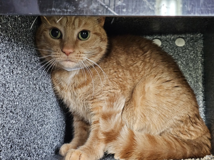NYCDEATHROWCATS's tweet photo. THERE ARE 36 ANIMALS (12 CATS &amp; 24 DOGS)  AT RISK FOR TUESDAY 05/20/25 DEADLINE IS NOON. PLEASE SHARE, FOSTER, ADOPT, TAG FRIENDS, POST TO SOCIAL MEDIA SITES, PLEDGE TO  HELP SAVE THEIR LIVES. NEW PHOTOS. https://t.co/Rt2PL8RaPy https://t.co/O2RNzDkxy6