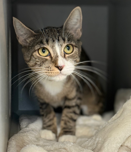 NYCDEATHROWCATS's tweet photo. THERE ARE 36 ANIMALS (12 CATS &amp; 24 DOGS)  AT RISK FOR TUESDAY 05/20/25 DEADLINE IS NOON. PLEASE SHARE, FOSTER, ADOPT, TAG FRIENDS, POST TO SOCIAL MEDIA SITES, PLEDGE TO  HELP SAVE THEIR LIVES. NEW PHOTOS. https://t.co/Rt2PL8RaPy https://t.co/O2RNzDkxy6