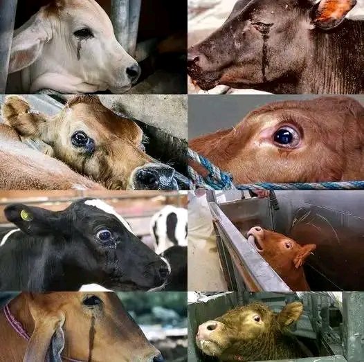 maomontenegro's tweet photo. @jesus_osorior Sobrevivir exclavizando, explotando, torturando y masacrando otros animales?

Avancen y entiendas. Que hay millones de alimentos sin necesidad de tomar otra vida.

Conciencia, compasión, empatía y respeto por la integridad y vida de todos los animales sintientes y conscientes. https://t.co/yB0Z9A3pZd
