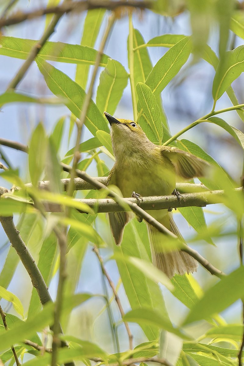 White eyed Vireo (Vireo griseus) today 18May25)at The Pool in Central Park.This small songbird is known for its distinctive white eyes.Breeds in the eastern U.S. and winters in the southeast U.S., Mexico,and Central America. #birdcpp #birdnerd #Nikonphotography