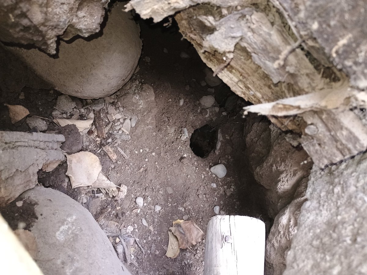 PonceJeanina's tweet photo. @danielreyesmor @danielreyesmor quién me ayuda a hacer cumplir la ley cholito?? Los  7 perros de mi vecina escarbando se metieron a mi patio este viernes. De diciembre que les estoy pidiendo ayuda y obvio ya trate de hablar con ella y solo recibí garabatos. https://t.co/xLv1iwOGsL