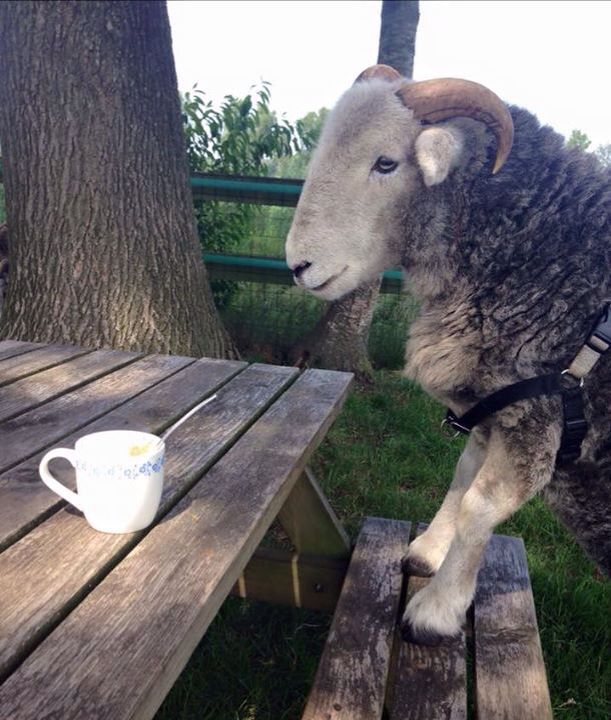 thx for all the raids &amp; sweetness on my stream today!!! im happy my brain doesnt even hurt after streaming!!!! \o/ we are healing!!!!!!🧠 

i will see u guys on Wednesday!!!! for more sheebium