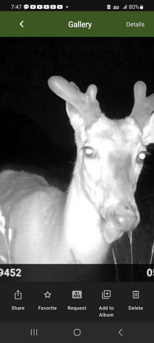 Sticking his tongue out at me