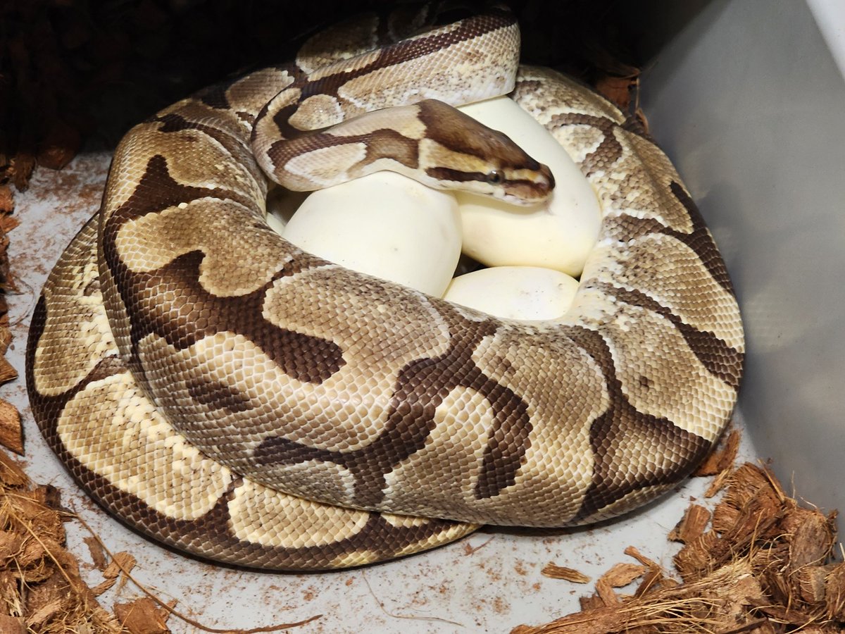 <a href="/DBall4494/">D.Ball Pythons</a> <a href="/PlanetReptile23/">🐊Reptile 🦎 Planet 🐍</a> <a href="/random_snakes/">Random Snake Facts</a> <a href="/EctothermicD/">Ectothermic Dungeon</a> DBall-Pthon's second clutch is here! Tafiti is an Enchi Fire. It's a dual sire clutch. Paired her with a Banana, Leopard and a Black head, Spotnose, Mojave. Both males are het Clown. Super stoked! Some cool babies incoming!
