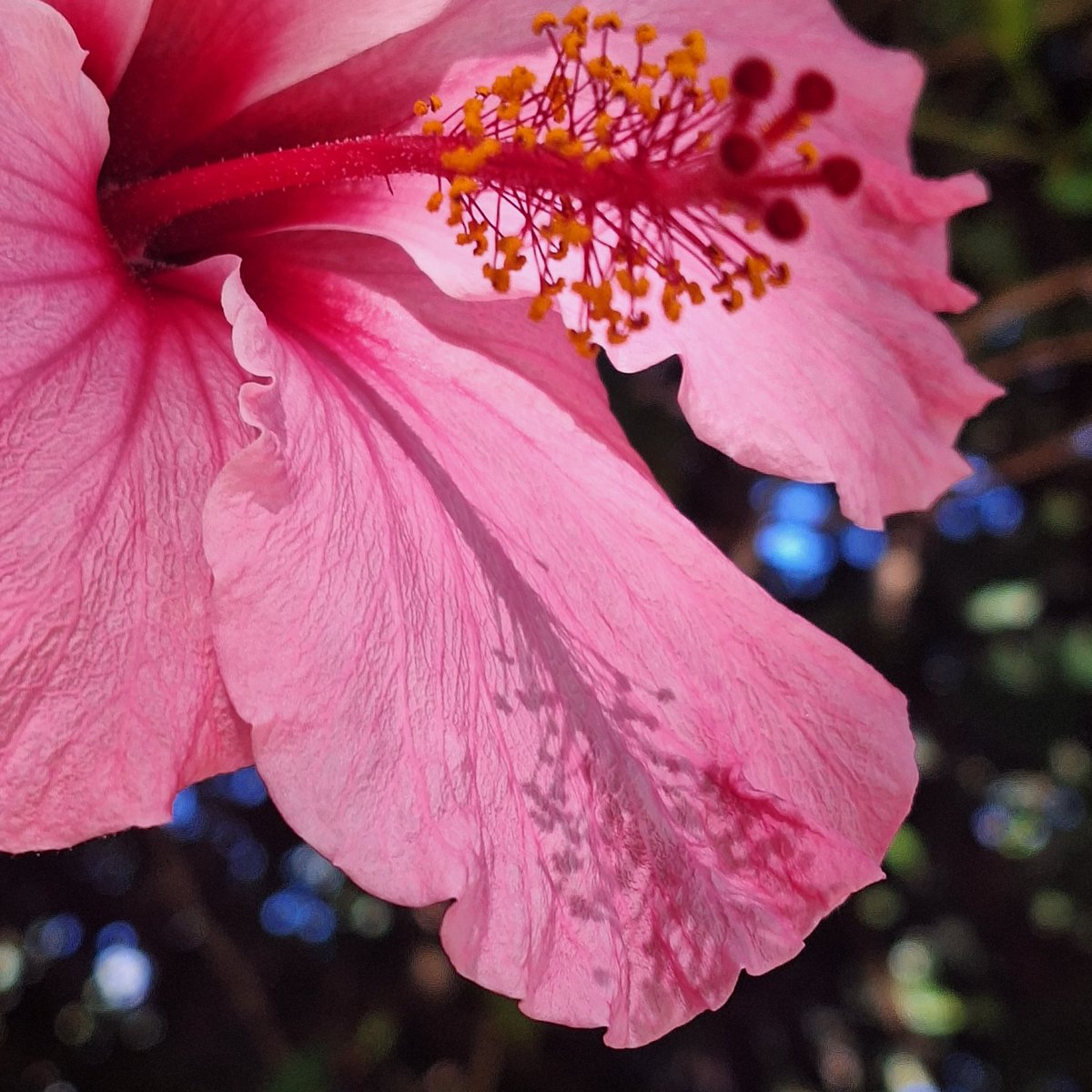 SebaVallejo's tweet photo. Let's see some pink color
#Hybiscus https://t.co/SgkvALBkbO