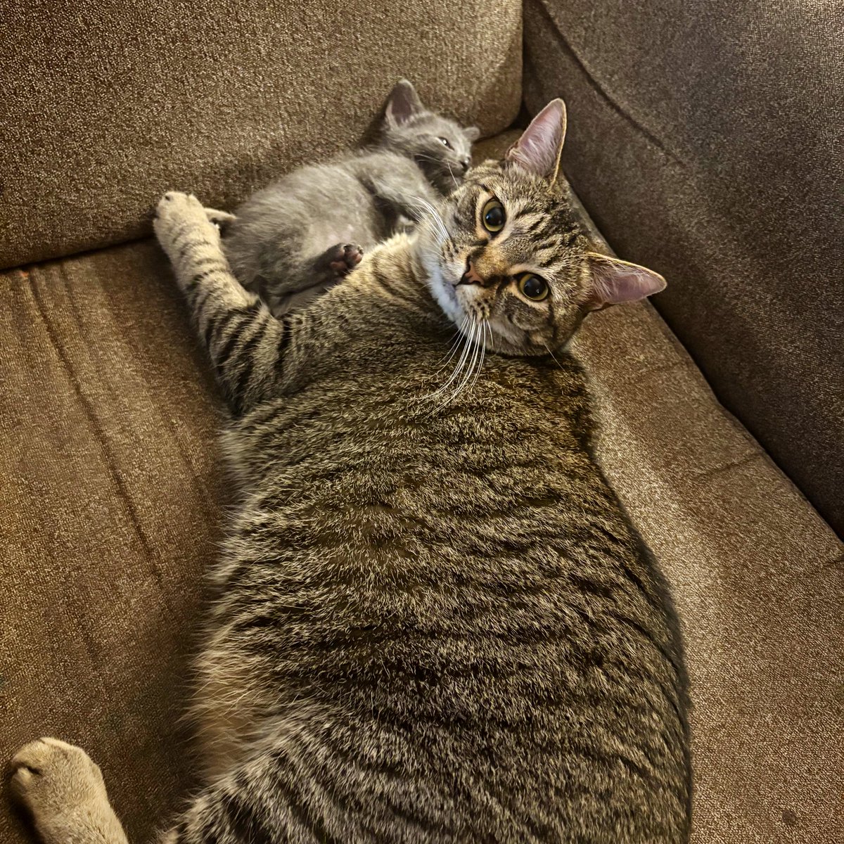 we’ve had our new kitten for a week &amp; OG cat couldn’t be happier. it’s like she’s been waiting all her life for a friend.