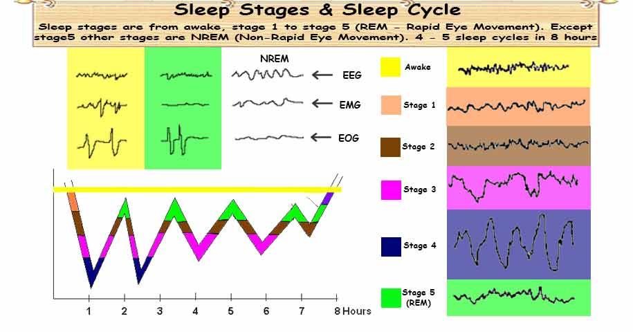 healthyojas's tweet photo. Sleep Stages (REM & NREM) & Sleep Cycle https://t.co/2M2tBUNQbQ #Sleep #SleepStages #REM #NREM #SleepCycle https://t.co/Sj3egYlrWd