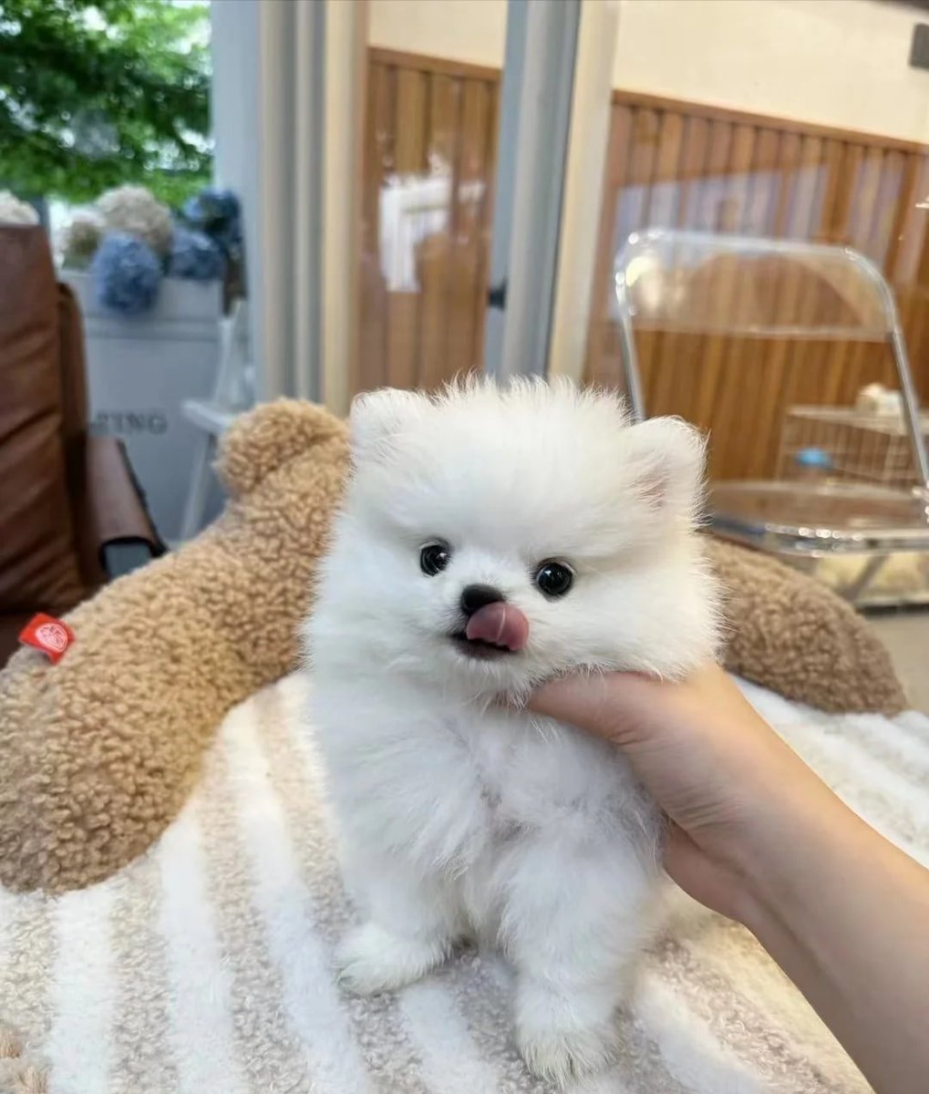 mwfohas's tweet photo. 可愛い子が登場しました✨、早く抱きしめに来てね！🐾🤍 https://t.co/hCkNwYhpxj
