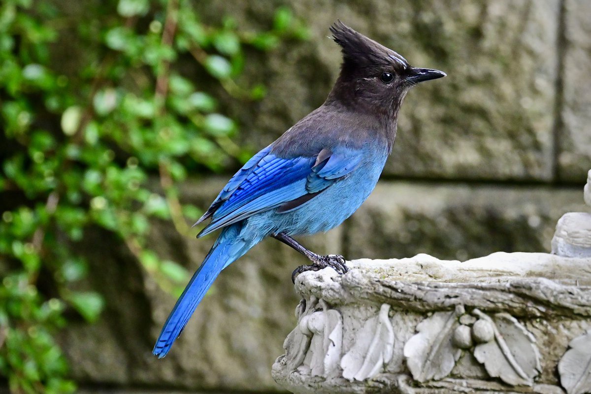 Today’s Steller’s Jay on the backyard birdbath. #birdphotography #naturephotography
