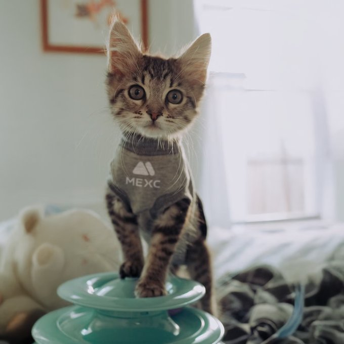 twigdoch's tweet photo. @launchcoin $LOLA + LOLA https://t.co/1ewkYjhV49