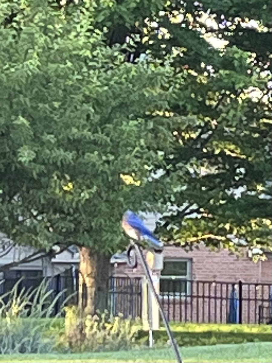 joelind (@joelind) on Twitter photo Enjoying dinner on our deck with a bluebird looking in.  What a great Funday Sunday! Enjoying dinner on our deck with a bluebird looking in.  What a great Funday Sunday!
