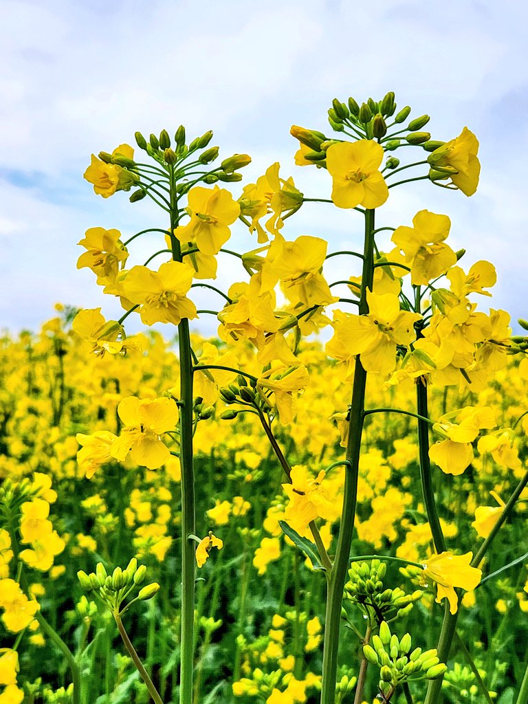 菜の花さんぽ2025