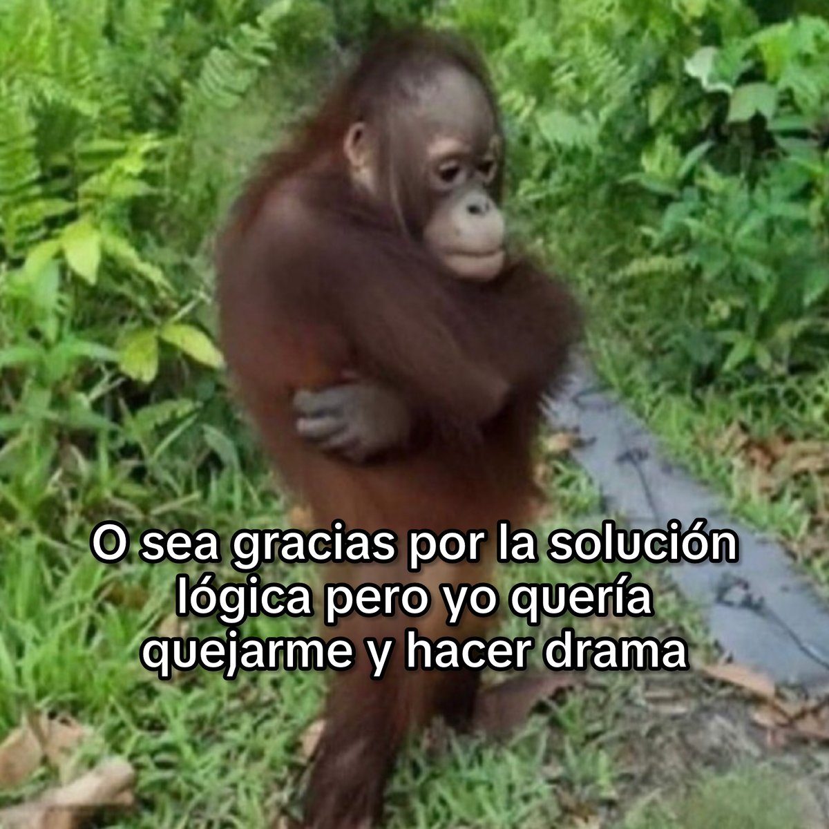 El Guarromántico tweet media
