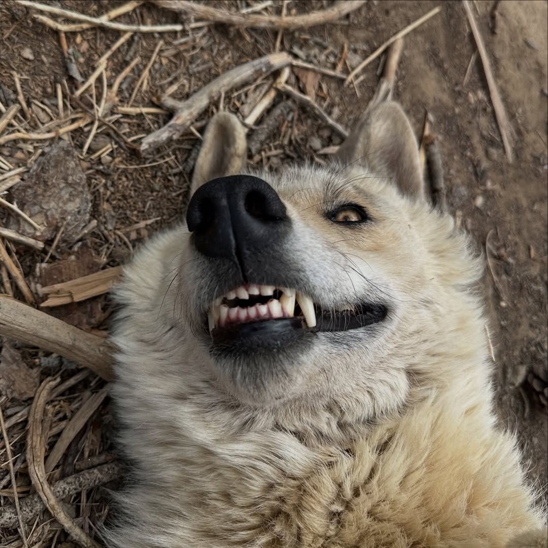 Some Kind of Wolf tweet media